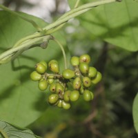 Stephania japonica (Thunb.) Miers